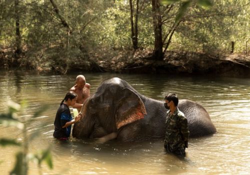 Guided tour of the Elephant Sanctuary in Khao Lak