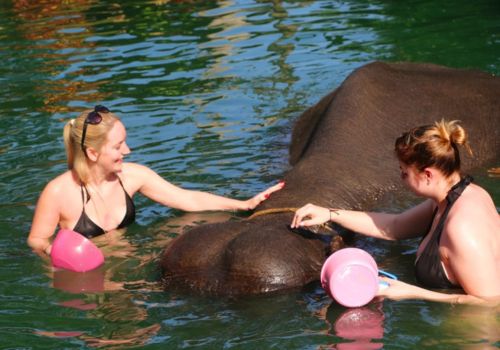 Khao Lak Rafting, Elephant Swimming and Sea Turtle Center Excursion (1)