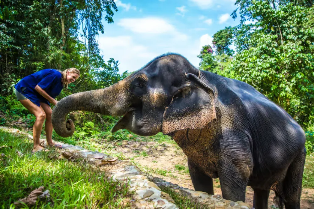 Ethisches Elefantenschutzgebiet Phang Nga